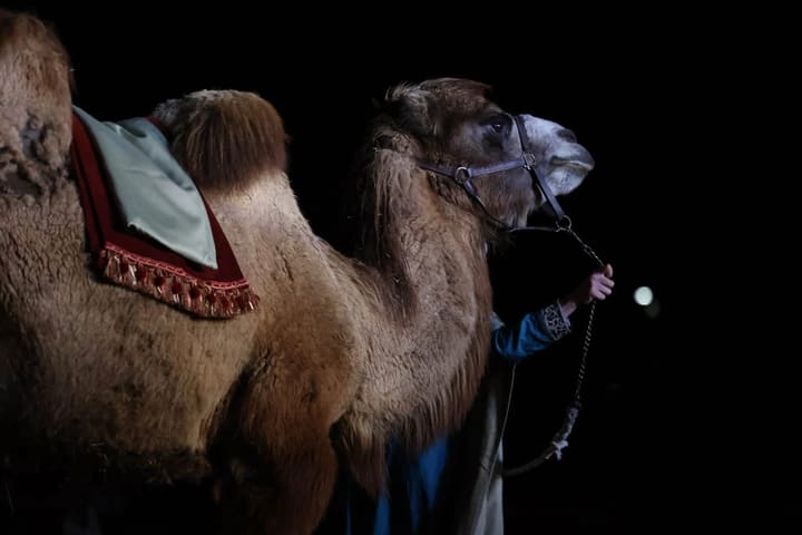 A camel in period trappings at night.